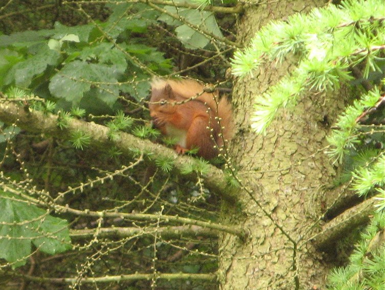 Red Squirrel