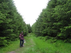 Path through Blackhow Wood
