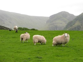 Sheep nr Rosthwaite