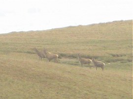 Deer nr Kidsty Pike