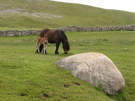 Pony and foal