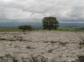 Limestone pavement