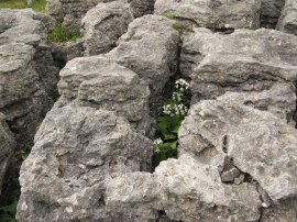 Limestone pavement