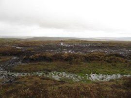 White Mossy Hill 