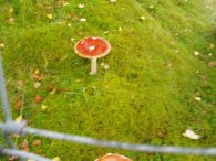 Toadstool