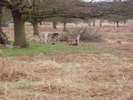 Fallow Deer, Richmond Park