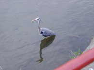 Heron