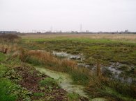 Walthamstow Marshes