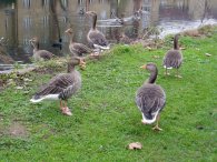 Greylag Geese