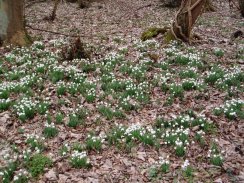 Snowdrops, Bramfield Woods