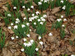 Snowdrops, Bramfield Woods