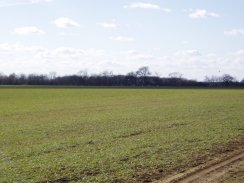 Deer, fields Nr Cottered