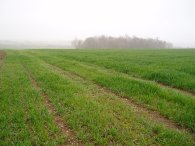 Looking towards Bush Wood