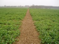 Field nr Little Manor Farm