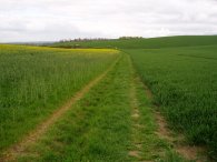 Path heading towards Thrift Farm