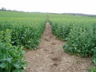 Path nr Thrift Farm