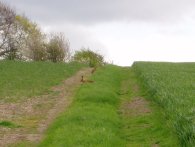 Hares nr Heath Farm