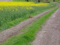 Brown Hare