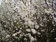 Hawthorn Blossom