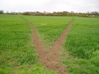 Footpaths between Kelshall and Therfield