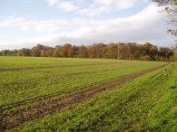 View towards Home Wood