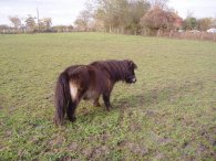 Shetland Pony