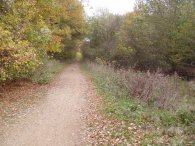 Broxbourne Woods