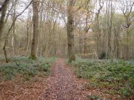 Broxbourne Woods