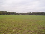 Fields nr Cuffley