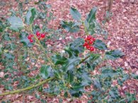 Holly Berries