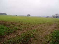 Countryside nr Bramfield, Herts