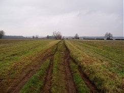 Countryside nr Bramfield, Herts