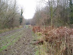 Bramfield Park Wood