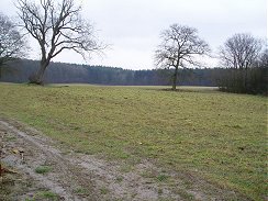 Bramfield Park Wood