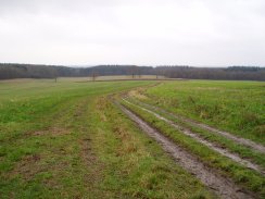  Bramfield Park Wood from Queen Hoo Hal