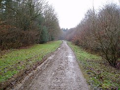 Bramfield Woods