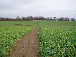 Fields nr Bramfield