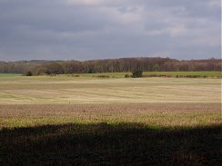 Bramfield Park Woods