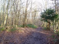 Home Wood, Cuffley