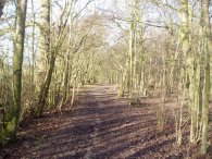 Nine Acre Wood