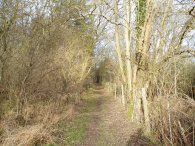 Woodland Path, nr Hertford