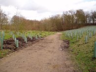 Approaching Mill Wood