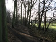 Sidehill Wood