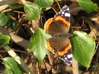 Red Admiral Butterfly