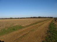 Fields nr Hadham Hall