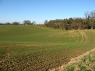 Hertfordshire Way nr Upwick Green