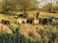 Sheep, Patmore Heath