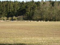 Hounds by Oaken Spring, Herts