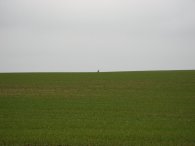 A Hare