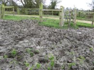 Field, nr Roe Green